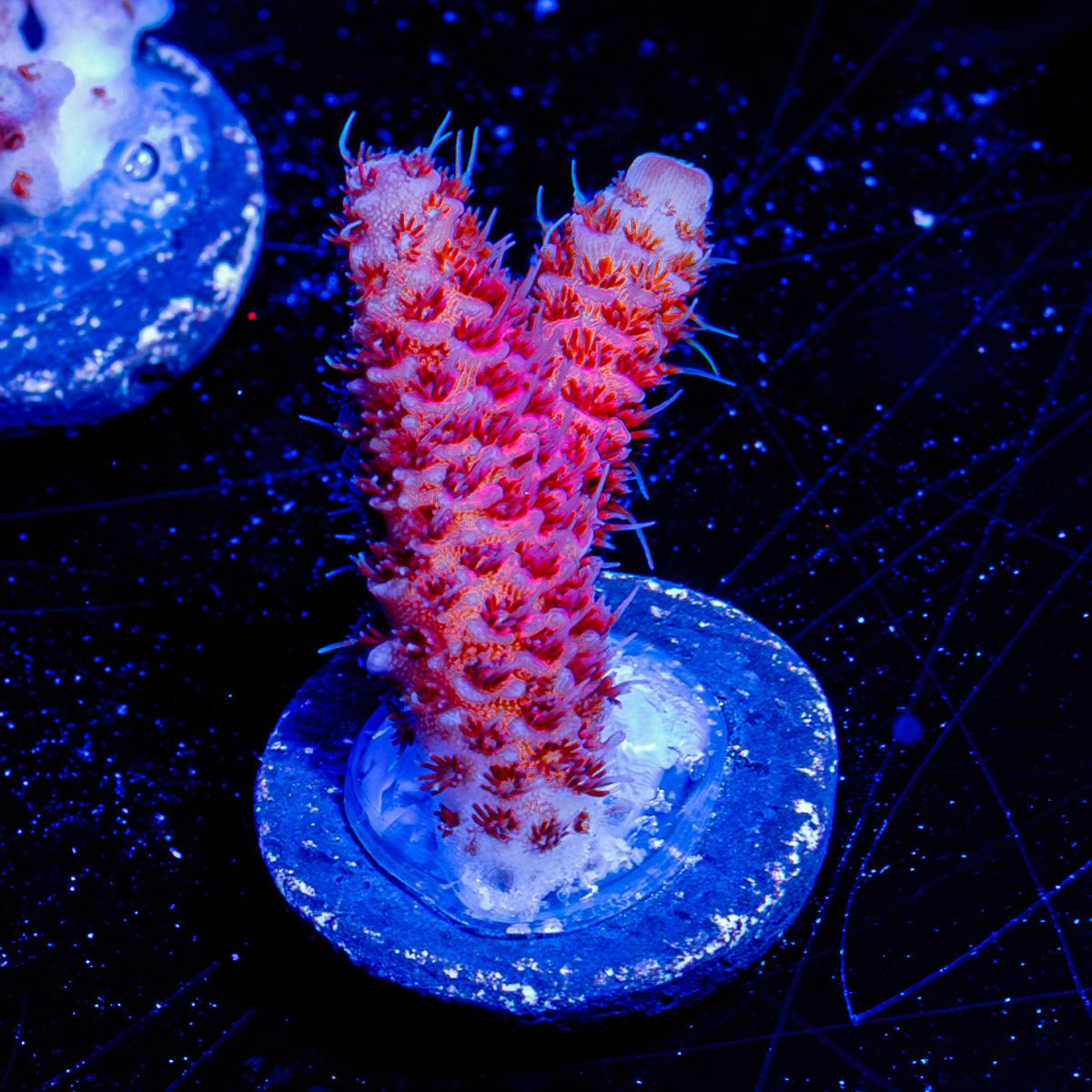 Judge Judy Millepora - riptide aquaculture llc