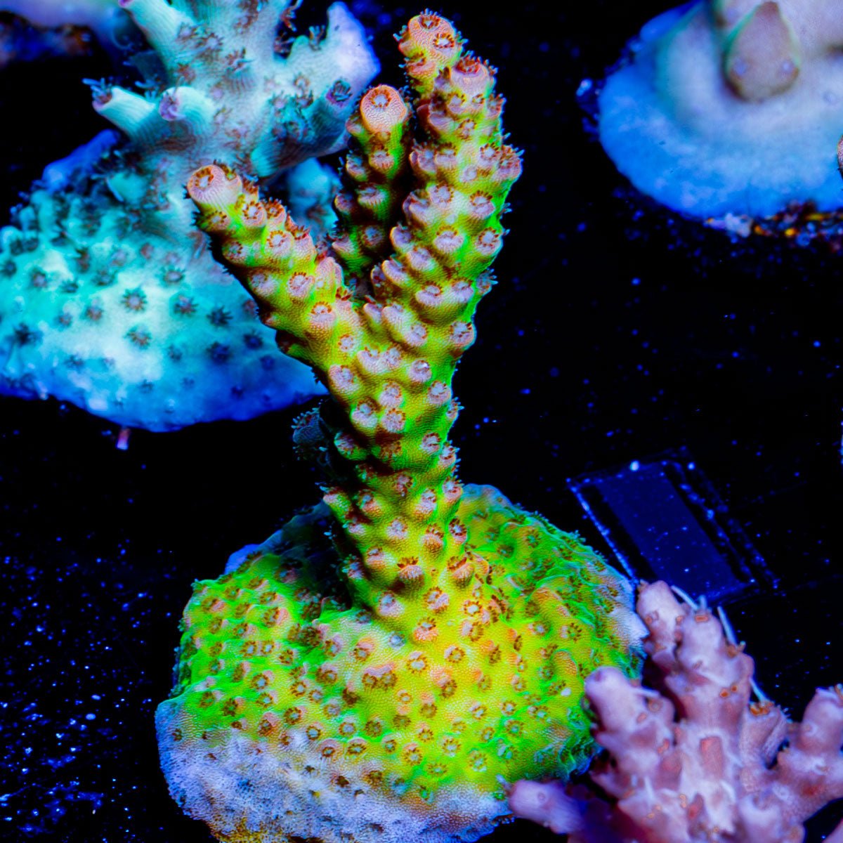 Robot Santa clause Acropora - riptide aquaculture llc