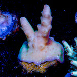 Banana Hands Acropora - riptide aquaculture llc
