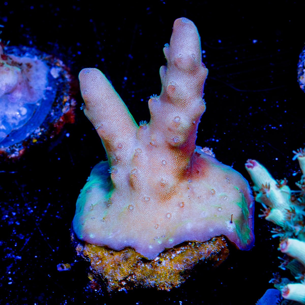 Banana Hands Acropora - riptide aquaculture llc