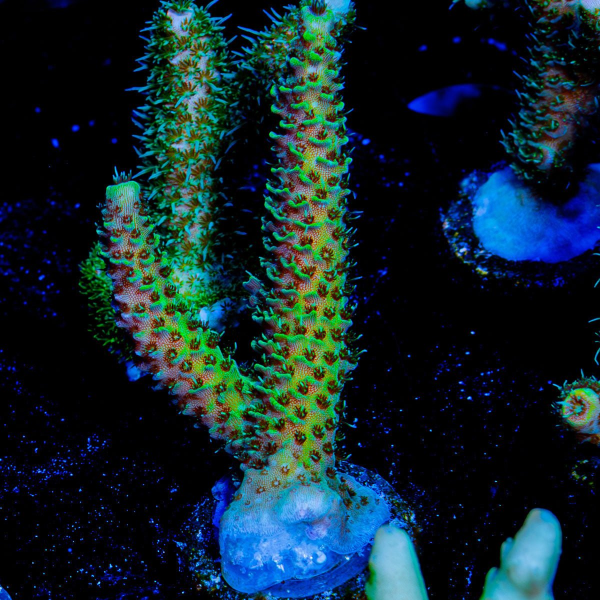 Sky Walker Millepora - riptide aquaculture llc