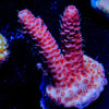 Judge Judy Millepora - riptide aquaculture llc