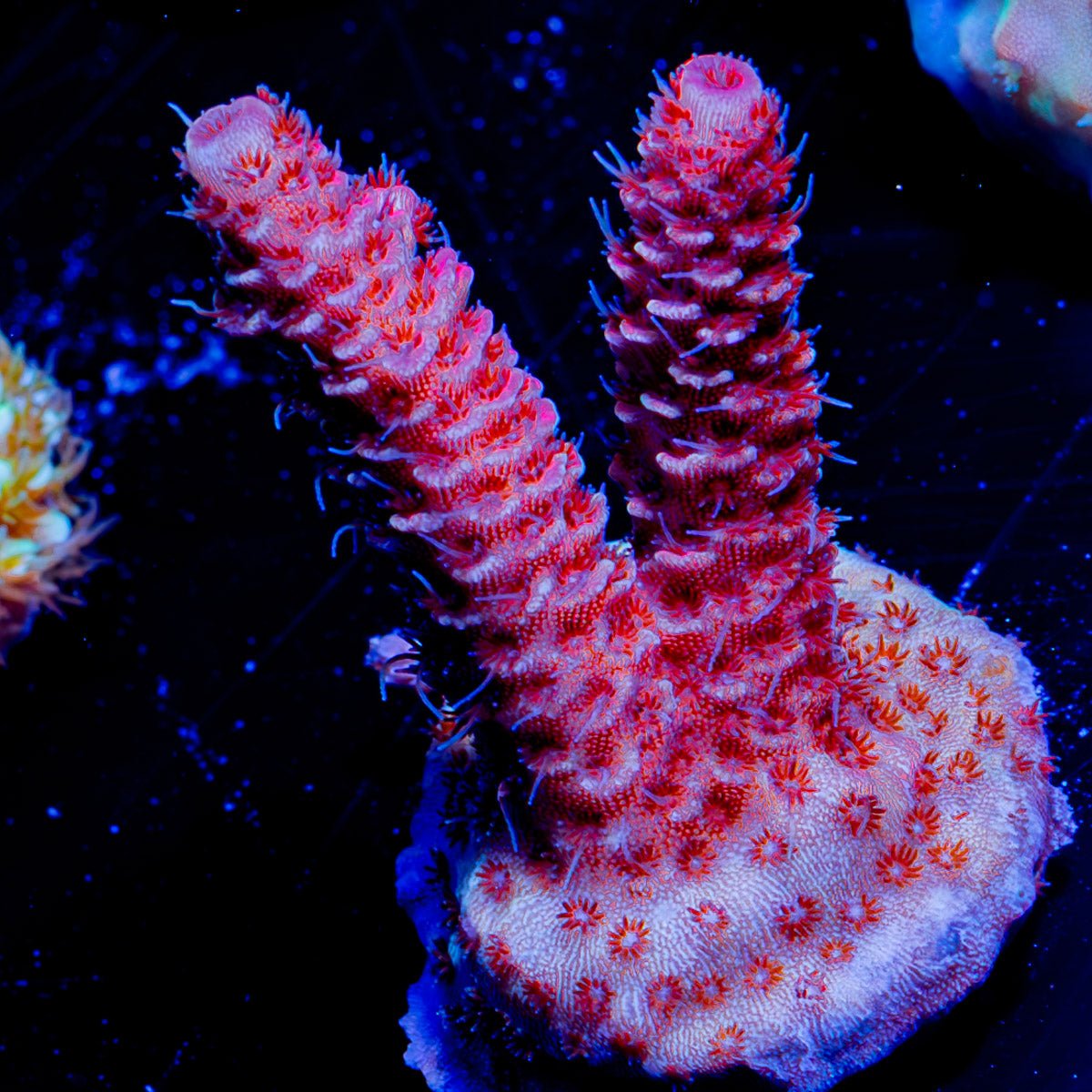 Judge Judy Millepora - riptide aquaculture llc