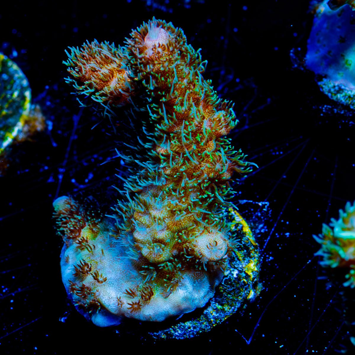 Green Millepora - riptide aquaculture llc