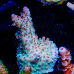 Robot Santa clause Acropora - riptide aquaculture llc