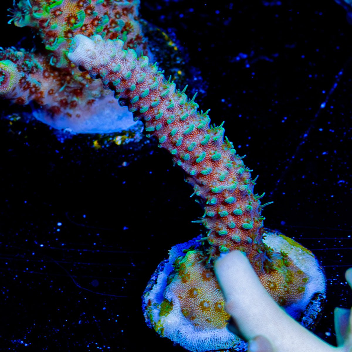 Sky Walker Millepora - riptide aquaculture llc