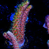 Sky Walker Millepora - riptide aquaculture llc