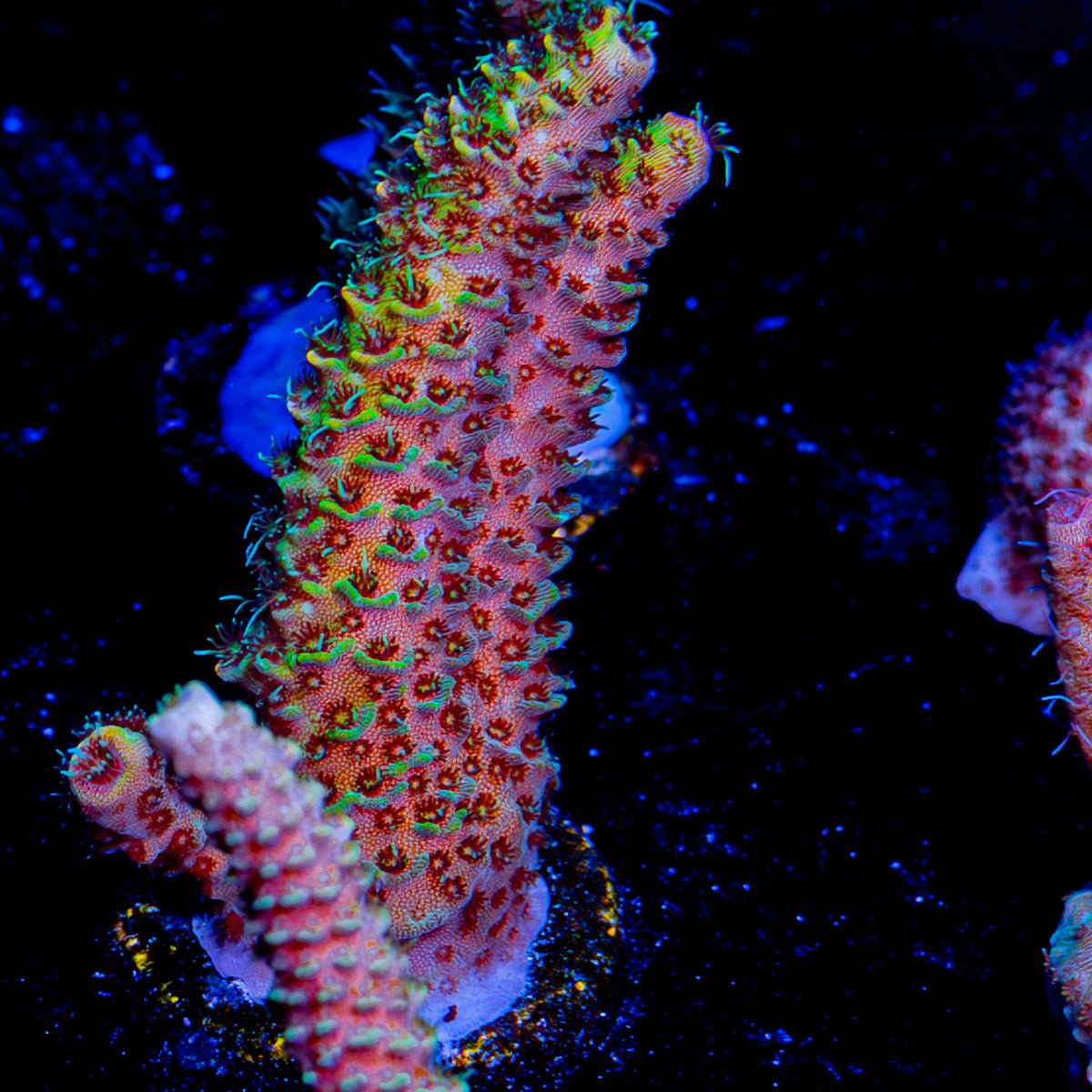 Sky Walker Millepora - riptide aquaculture llc