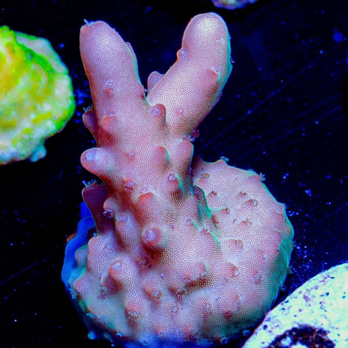Banana Hands Acropora - riptide aquaculture llc