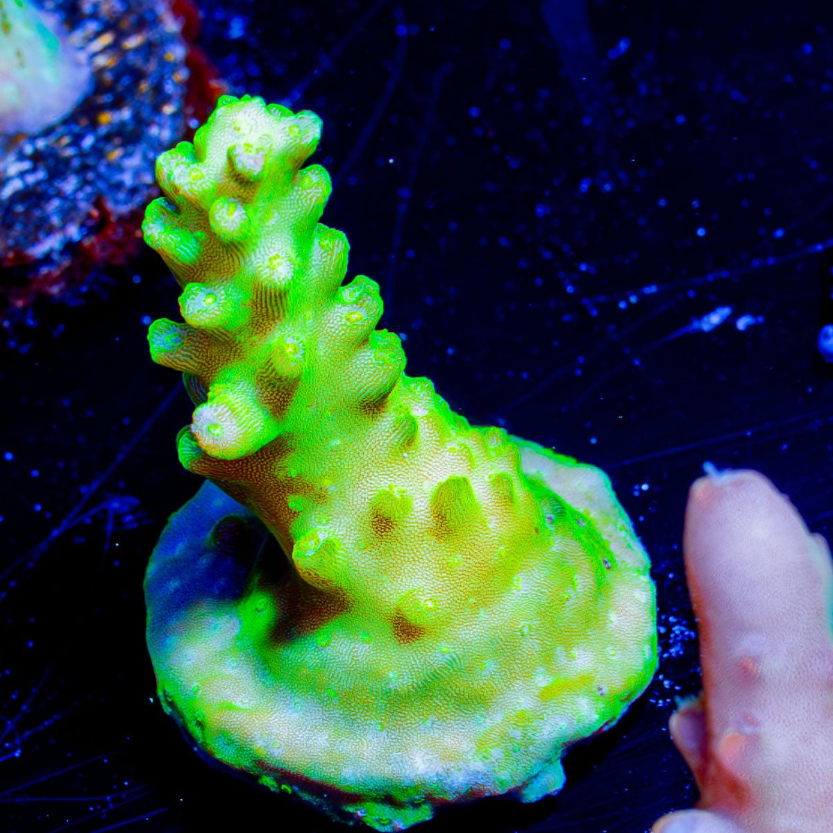 Paletta Pink Tip Acropora - riptide aquaculture llc