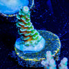 Oscar the Grouch Tenuis - riptide aquaculture llc