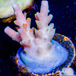 Bali Shortcake Acropora - riptide aquaculture llc