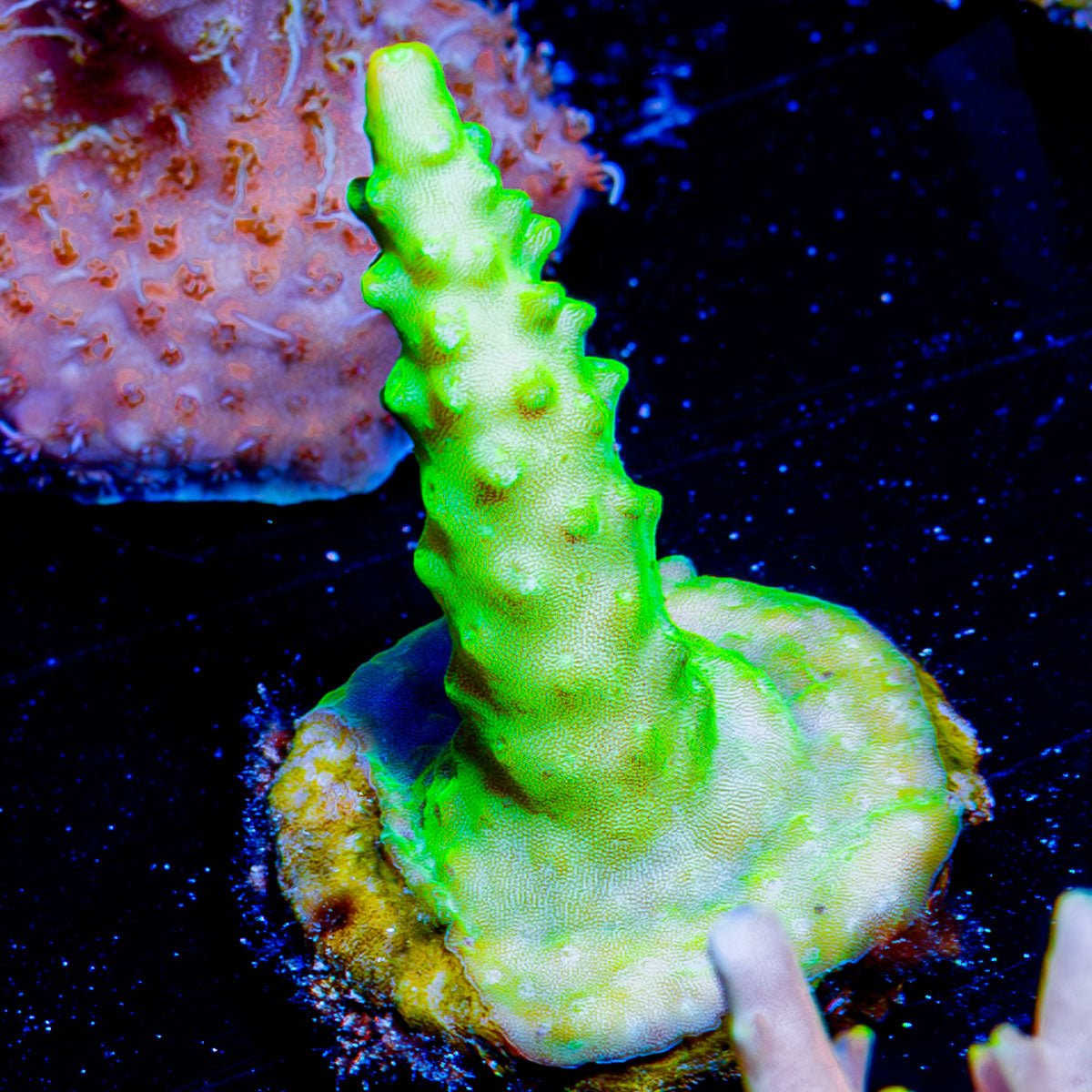 Paletta Pink Tip Acropora - riptide aquaculture llc