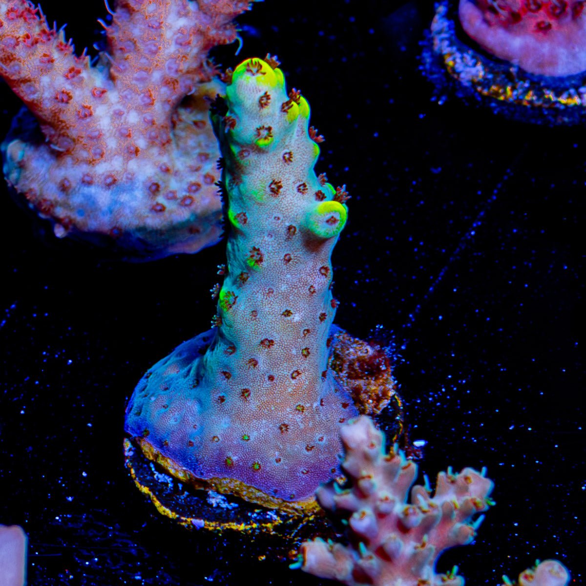 Firefly Acropora - riptide aquaculture llc
