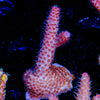 Rouge Millepora - riptide aquaculture llc