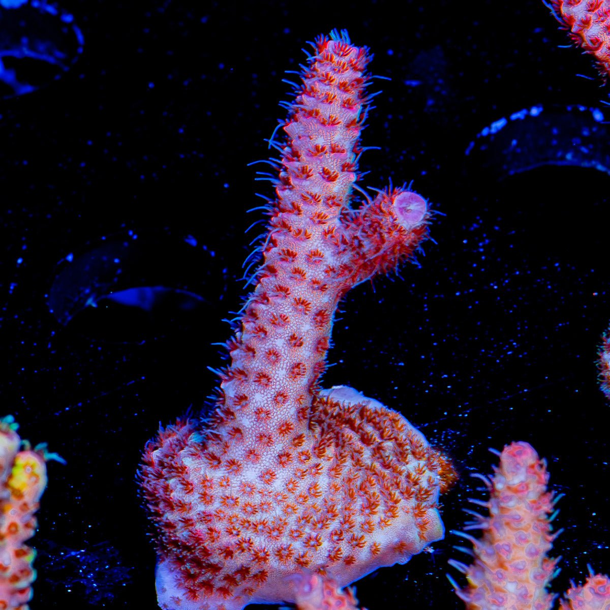 Rouge Millepora - riptide aquaculture llc