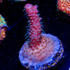 Judge Judy Acropora - riptide aquaculture llc