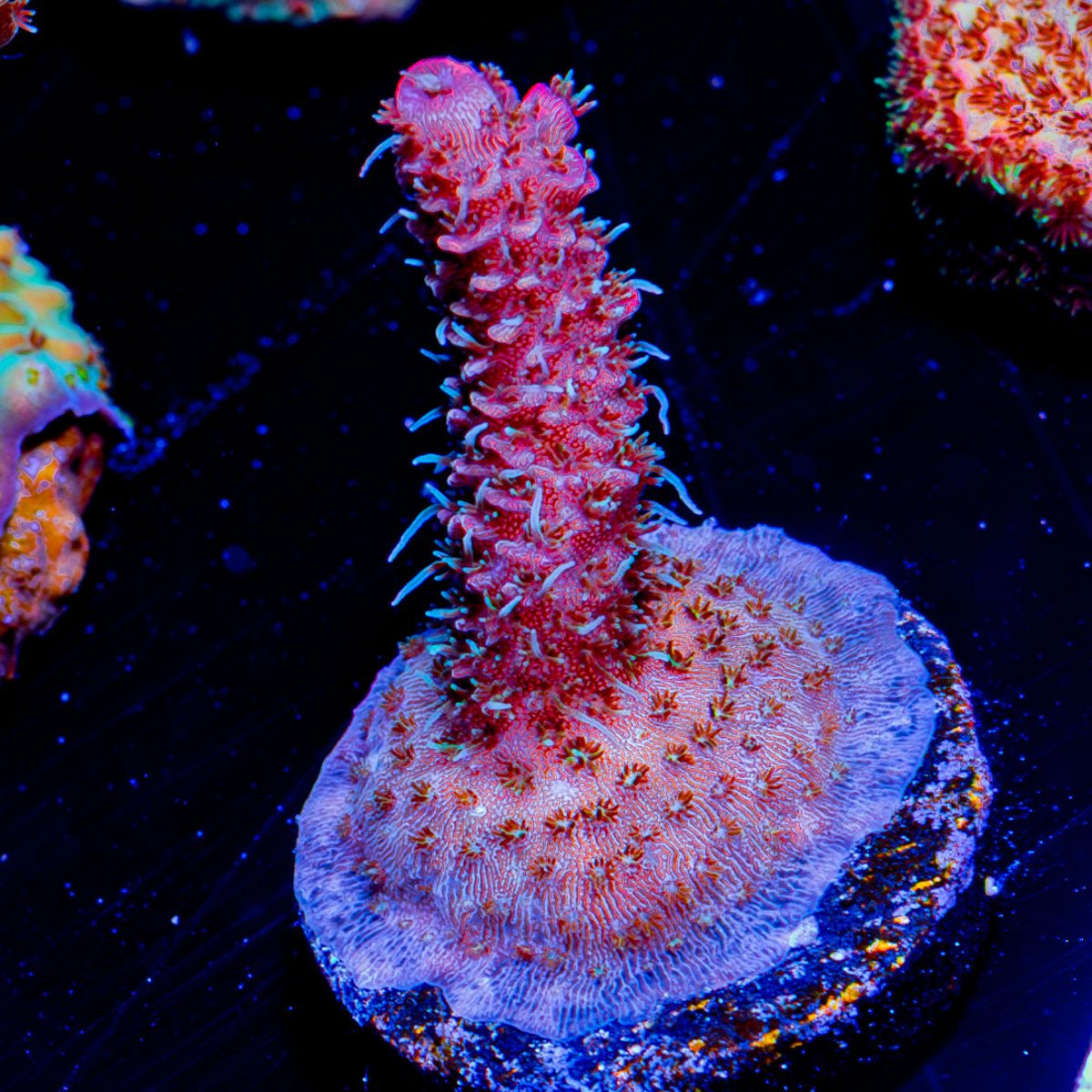 Judge Judy Acropora - riptide aquaculture llc