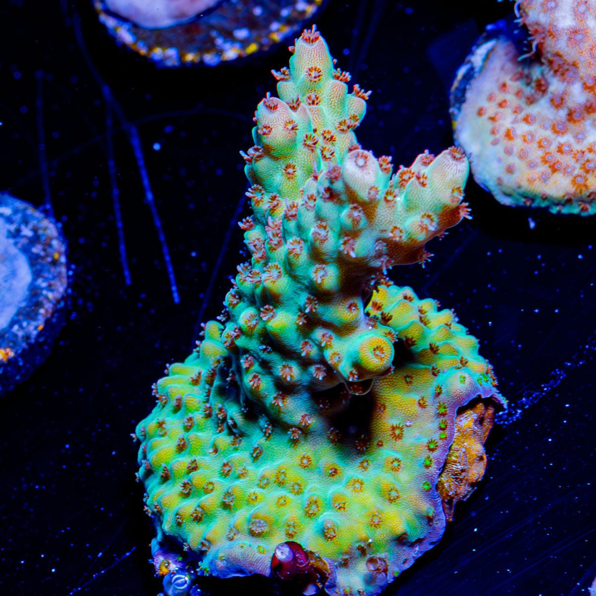 Temporal Distortion Acropora - riptide aquaculture llc