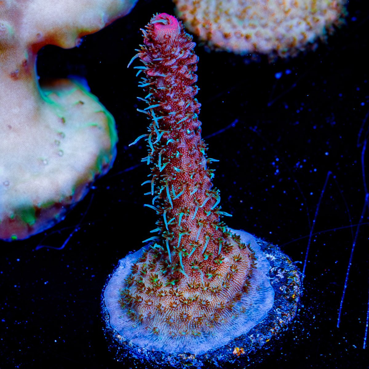 Heaven to Hell Millepora - riptide aquaculture llc