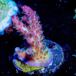 Night Fury Acropora - riptide aquaculture llc