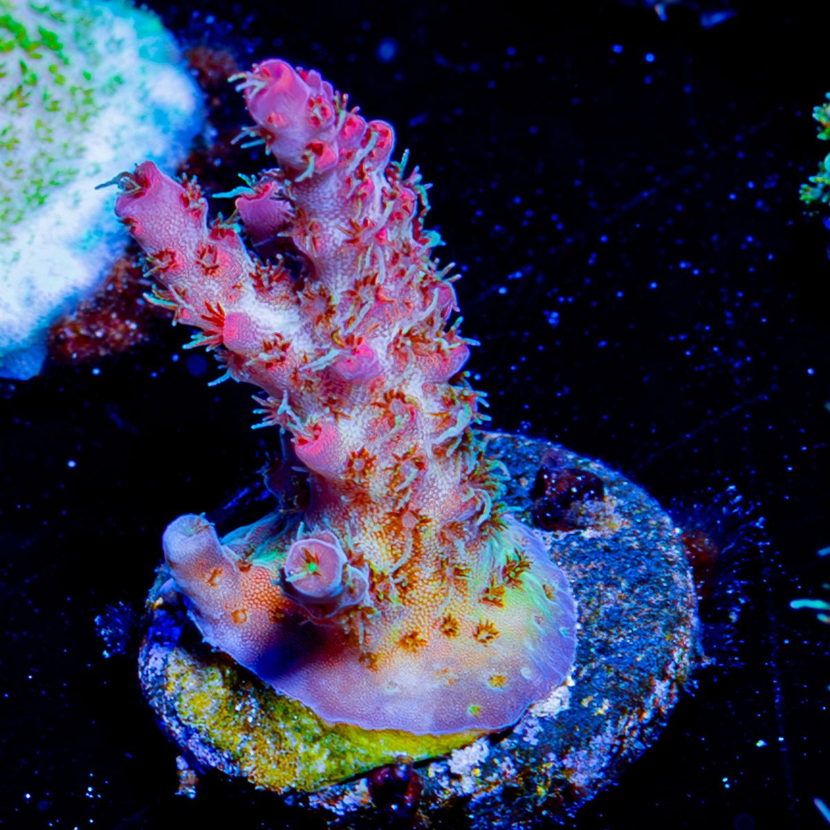 Night Fury Acropora - riptide aquaculture llc
