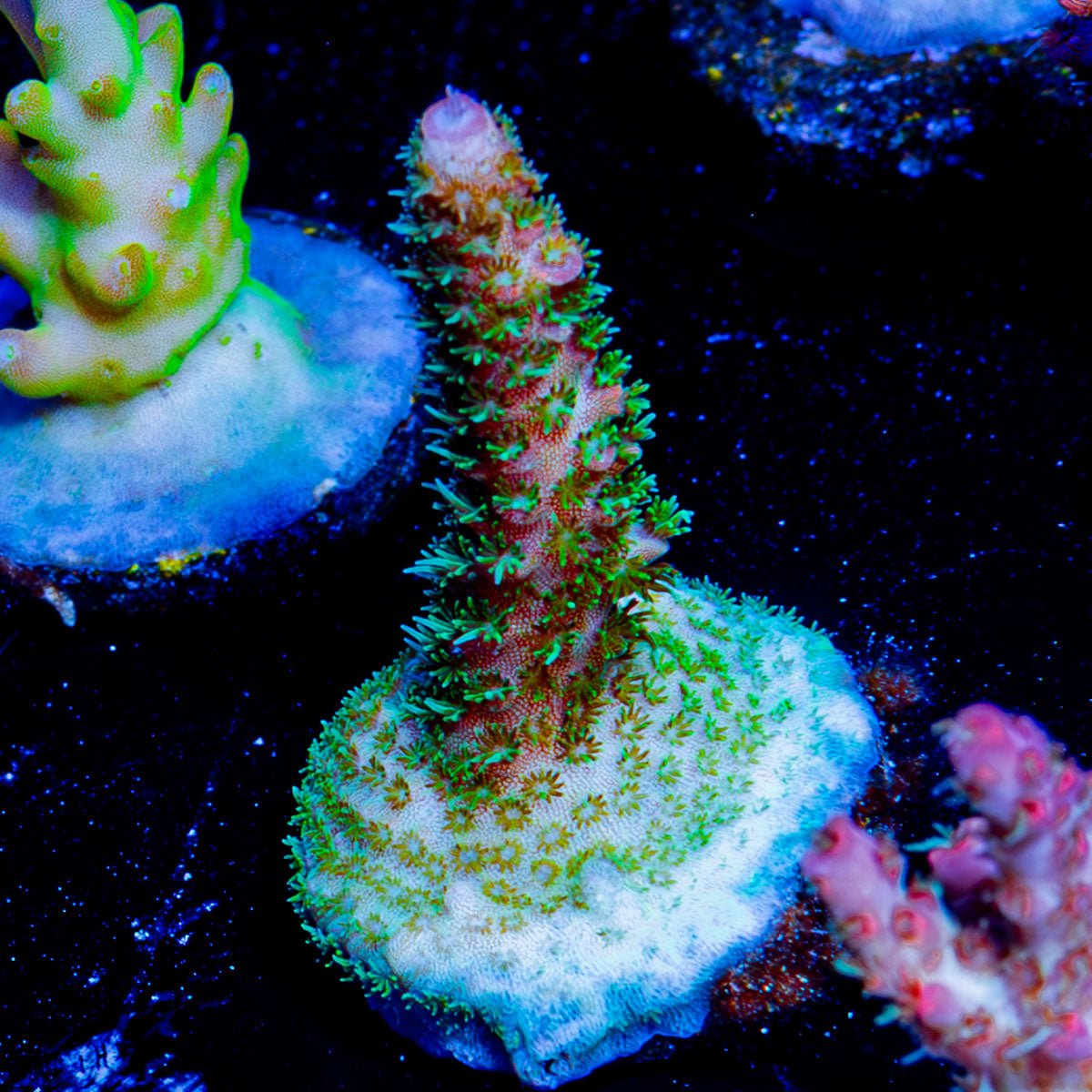 Sky Walker Millepora - riptide aquaculture llc