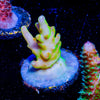 Bali Shortcake Acropora - riptide aquaculture llc