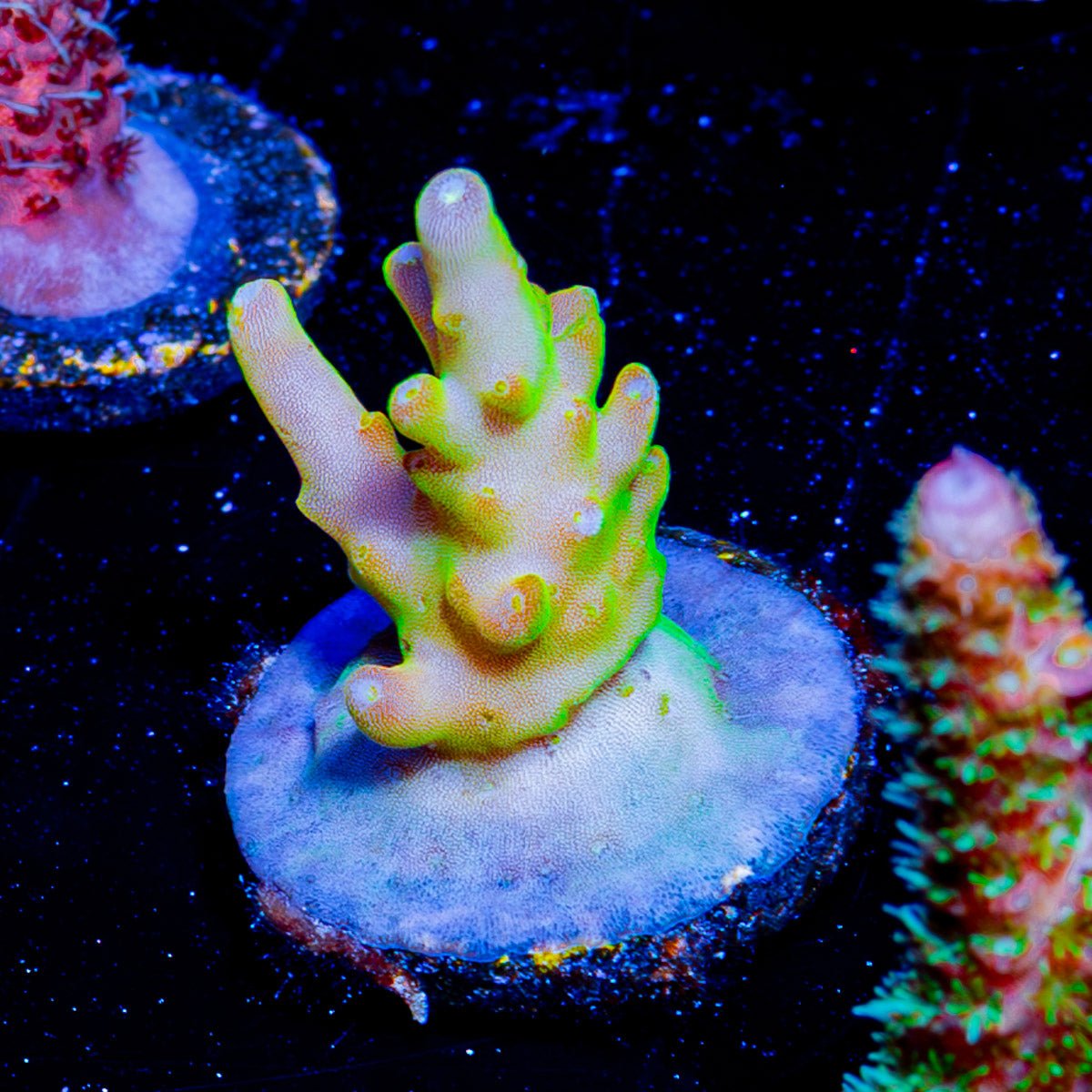 Bali Shortcake Acropora - riptide aquaculture llc