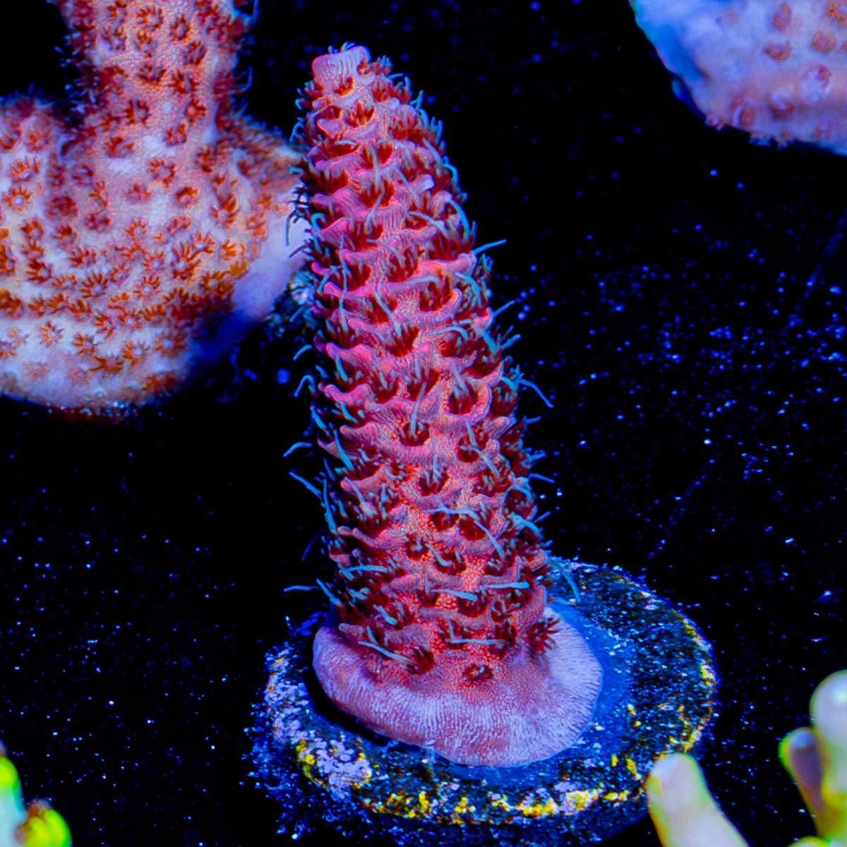 Judge Judy Acropora - riptide aquaculture llc