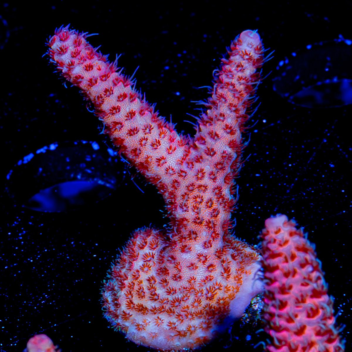 Judge Judy Acropora - riptide aquaculture llc