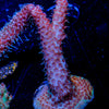 Rouge Millepora - riptide aquaculture llc