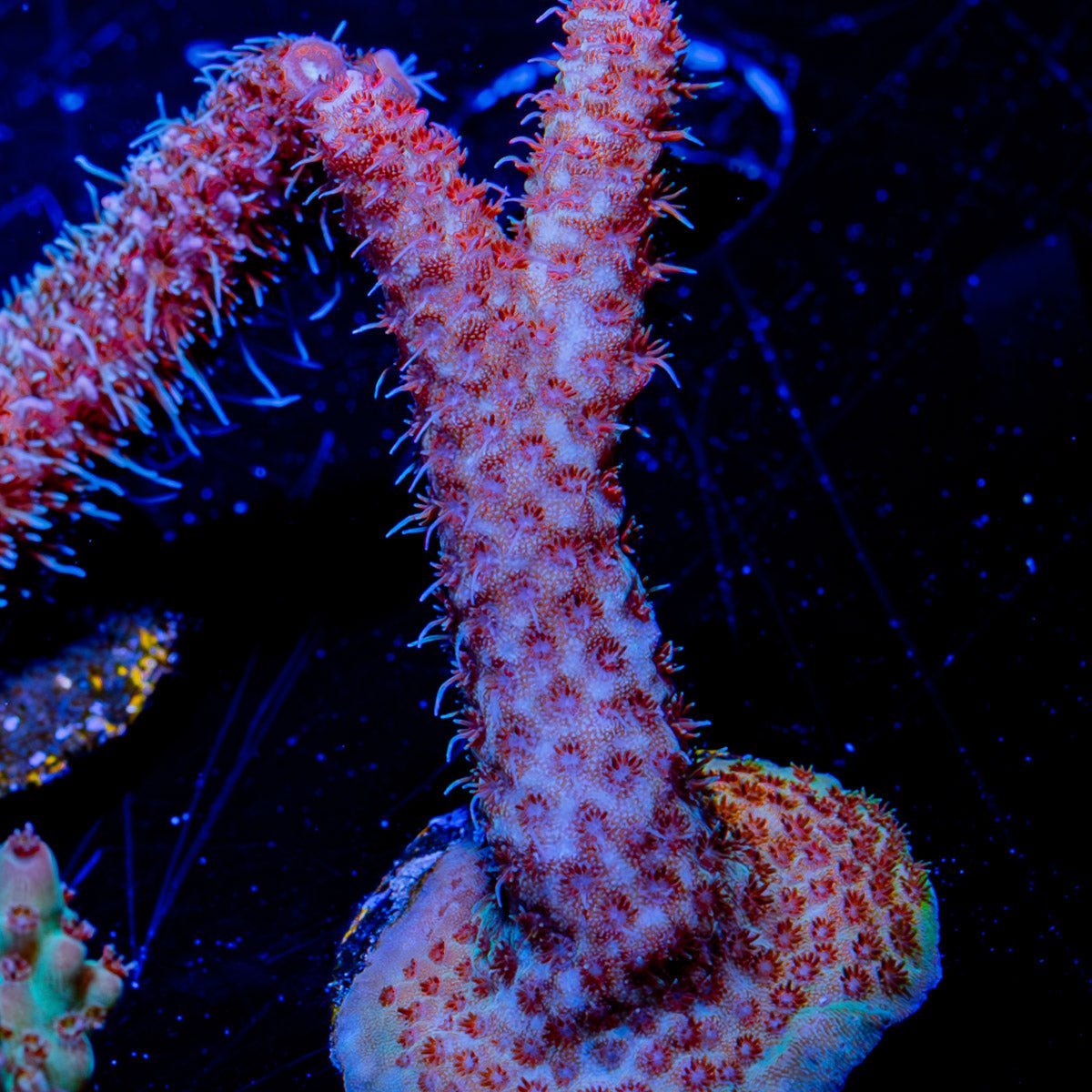 Rouge Millepora - riptide aquaculture llc