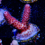 Rouge Millepora - riptide aquaculture llc
