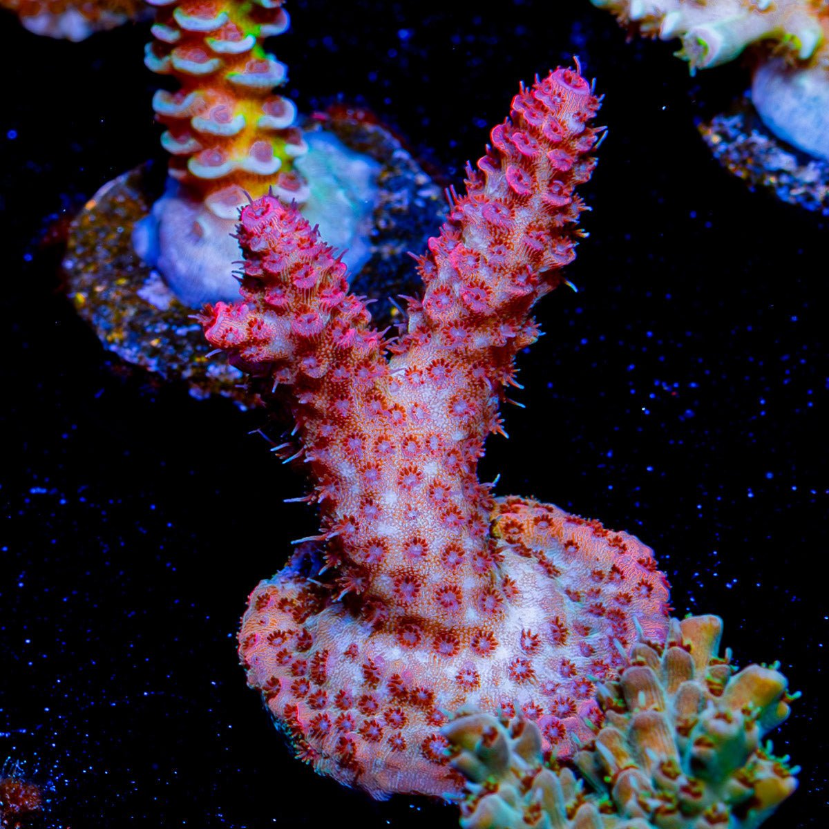 Rouge Millepora - riptide aquaculture llc
