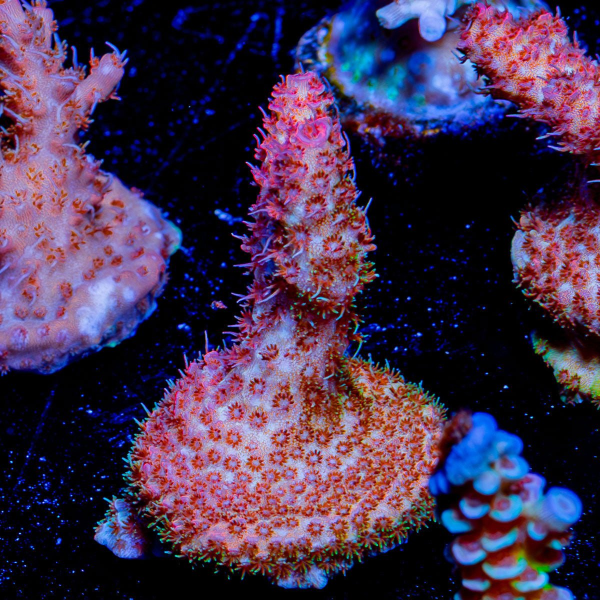 Rouge Millepora - riptide aquaculture llc