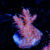 Purple Haze Acropora - riptide aquaculture llc