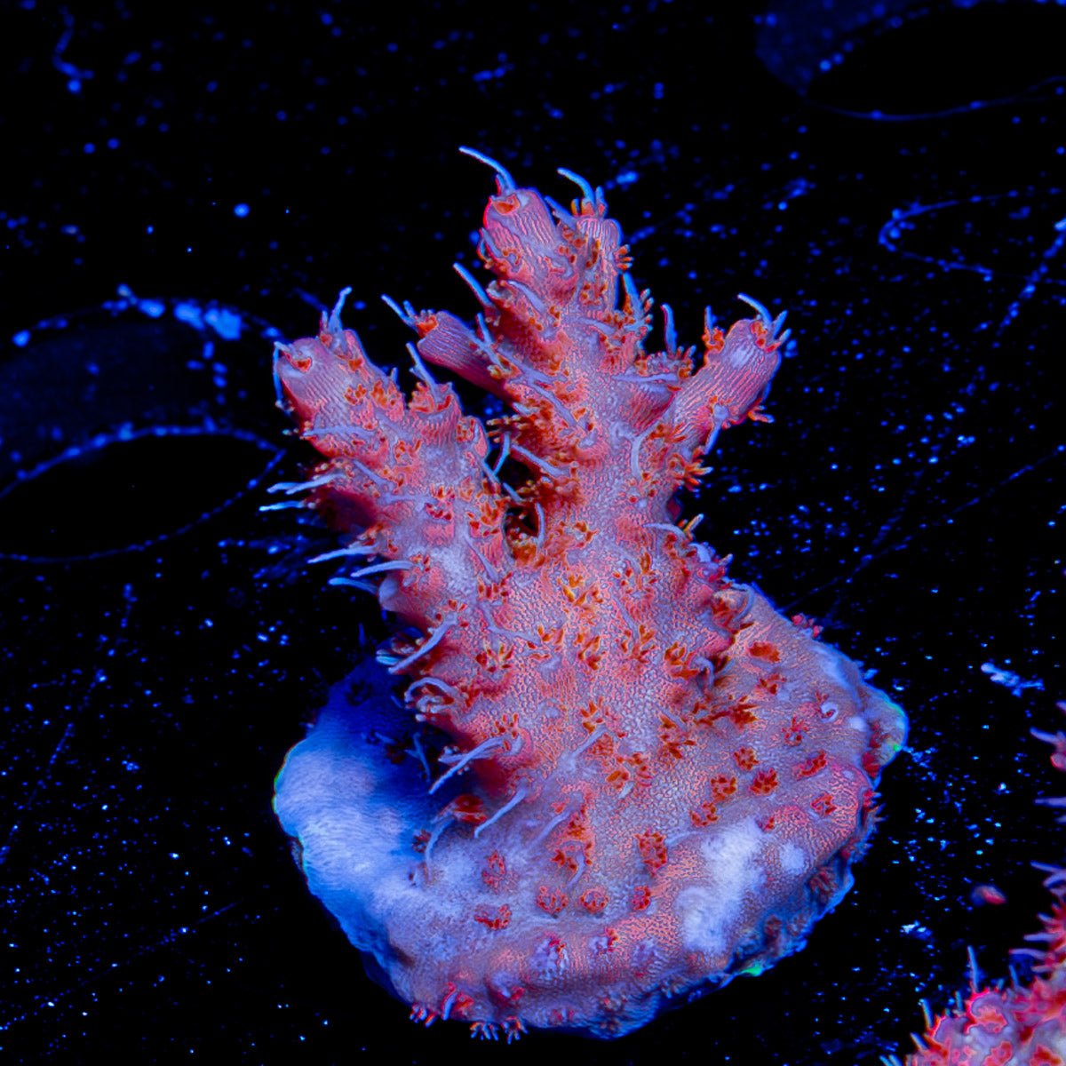 Purple Haze Acropora - riptide aquaculture llc