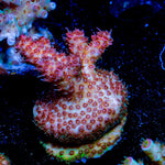 Rouge Millepora - riptide aquaculture llc