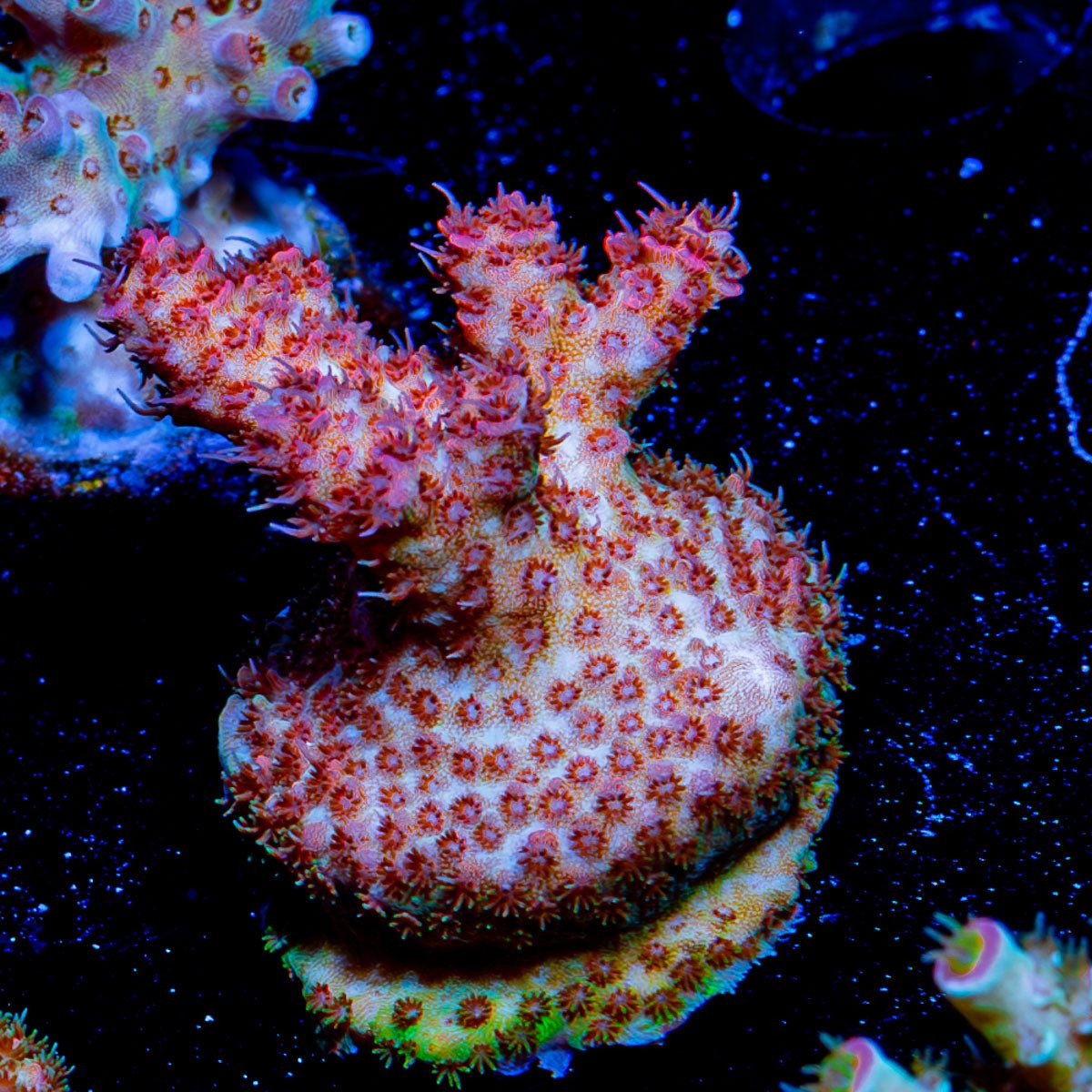 Rouge Millepora - riptide aquaculture llc