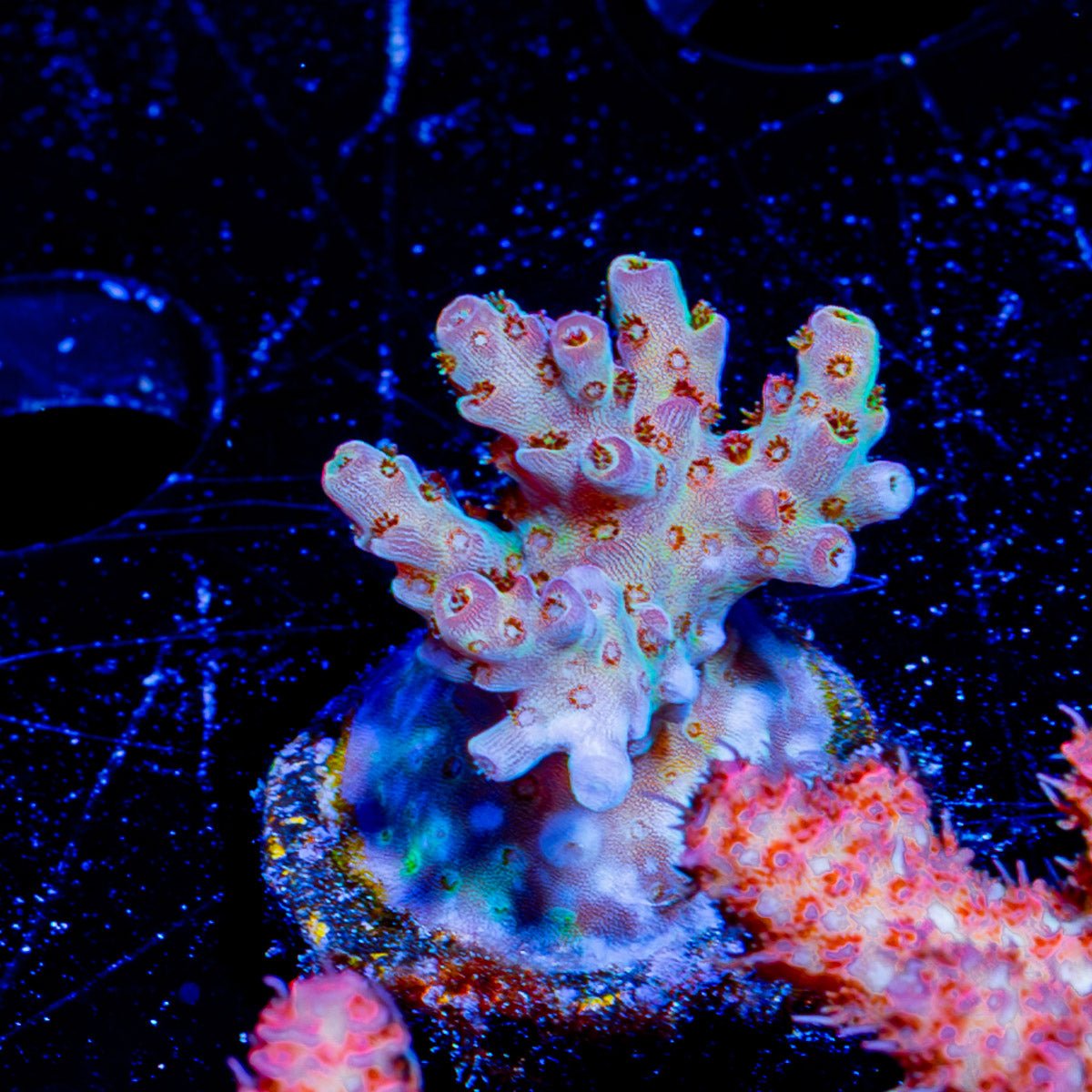 Night Fury Acropora - riptide aquaculture llc