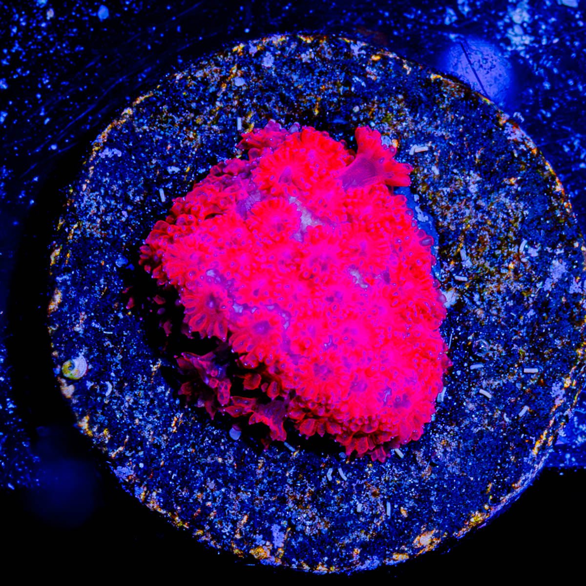 Ruby Red Bernardpora - riptide aquaculture llc