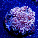 Hunch Punch Goniopora - riptide aquaculture llc