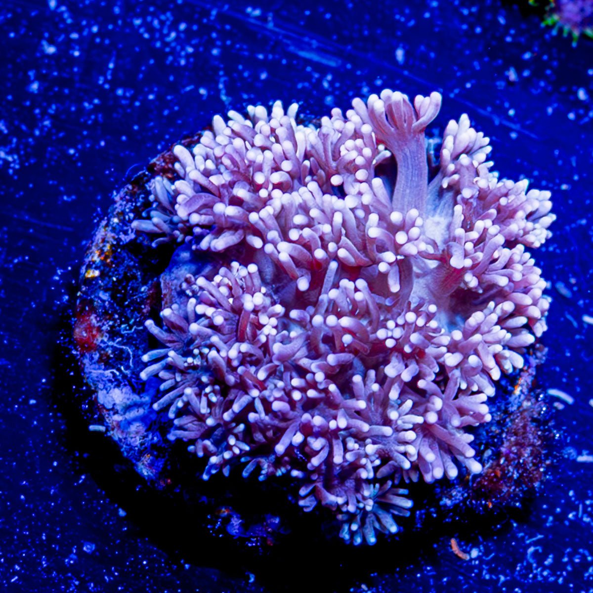 Hunch Punch Goniopora - riptide aquaculture llc