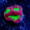 King Slayer Favia - riptide aquaculture llc