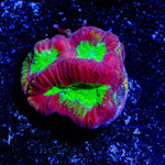 King Slayer Favia - riptide aquaculture llc