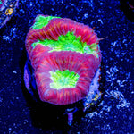 King Slayer Favia - riptide aquaculture llc