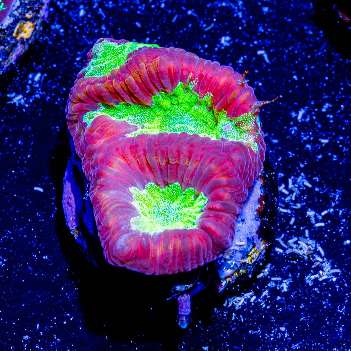 King Slayer Favia - riptide aquaculture llc
