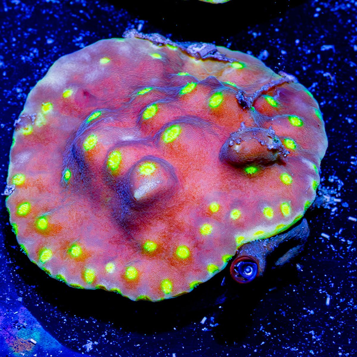 Star Scroll - riptide aquaculture llc