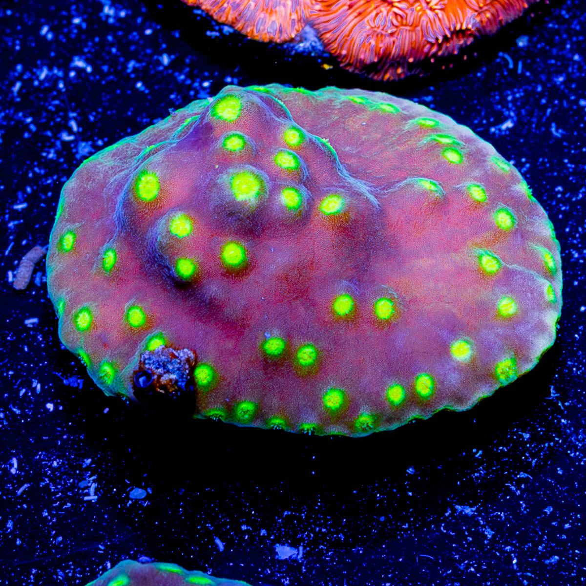 Star Scroll - riptide aquaculture llc